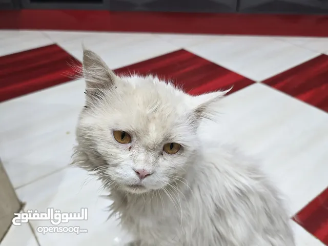 قط شيرازى تبنى