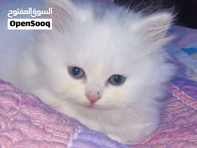 للبيع قطه شيرازي بيضا وقط رمادي بسبب السفر