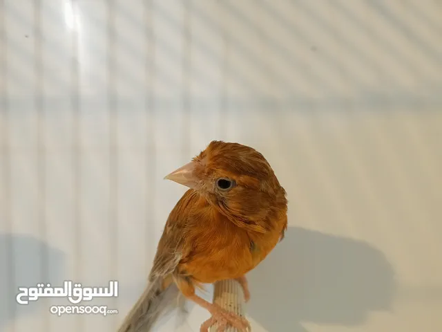 3 طواير مورديات  اهالي فراخ