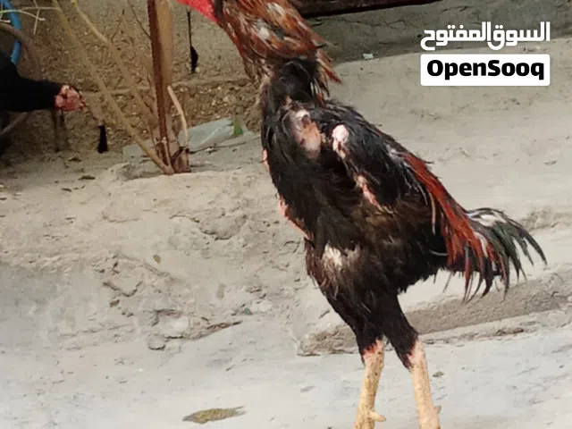 السلام عليكم فحل هاراتي ويا اثنين دجاجات رس طيب ومعدل فايز شريطين بعمر (11) وحالياً عمرة سنة 3 اشهر