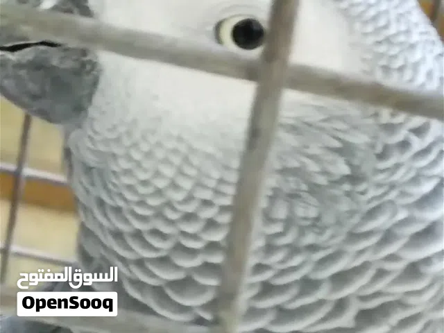ببغاء كاسكو  عمر 11 عام يتكلم ويرقص