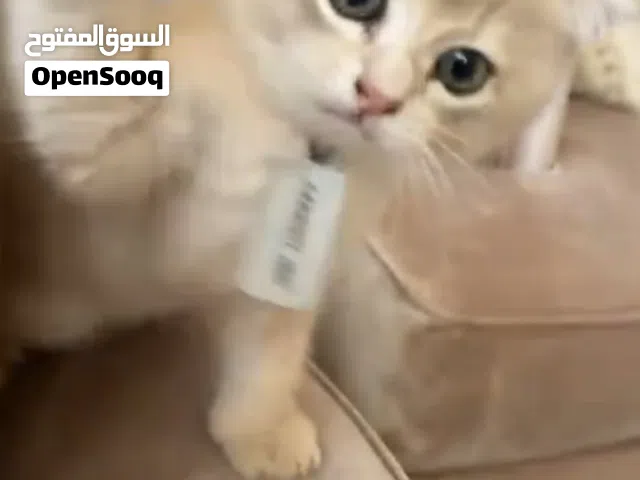 قط سكوتش فولد 4 شهور