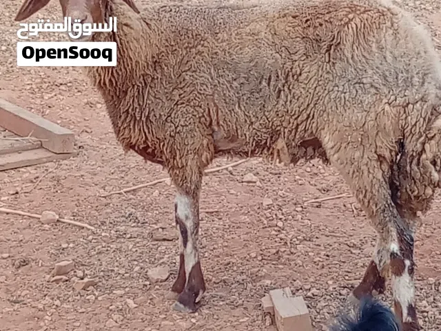 نعجة خيرة وجرار