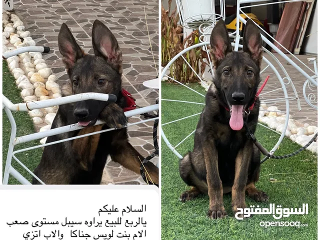 للبيع نثيتين يراوي سيبل