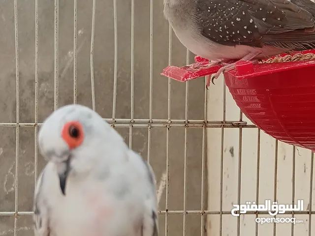 كوبياماسي عندها زوز فروخ كبار وفرخ في العش