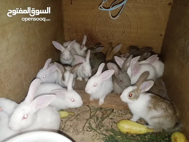 أرانب للبيع