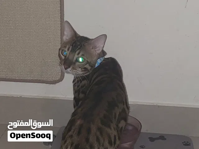 Bengal cat for mating only