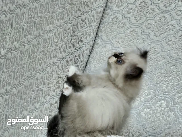 قطط مكس هملايا وشيرازي عمر شهر