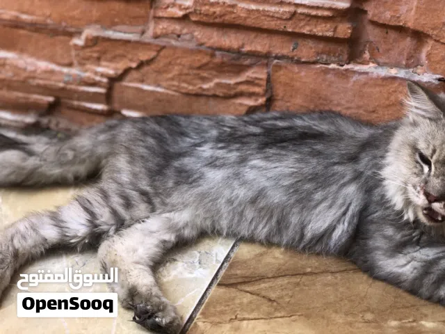 قط شيرازي.