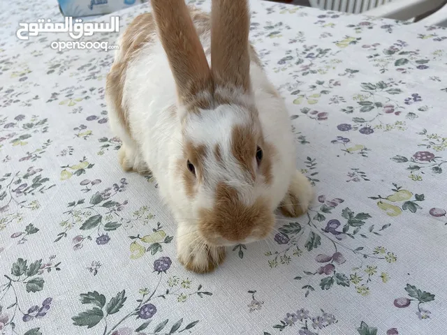 Rare cute rabbit