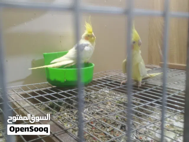 كوكتيل شكري زوج نثيه عيون حمر وياهن افراخ ثنين