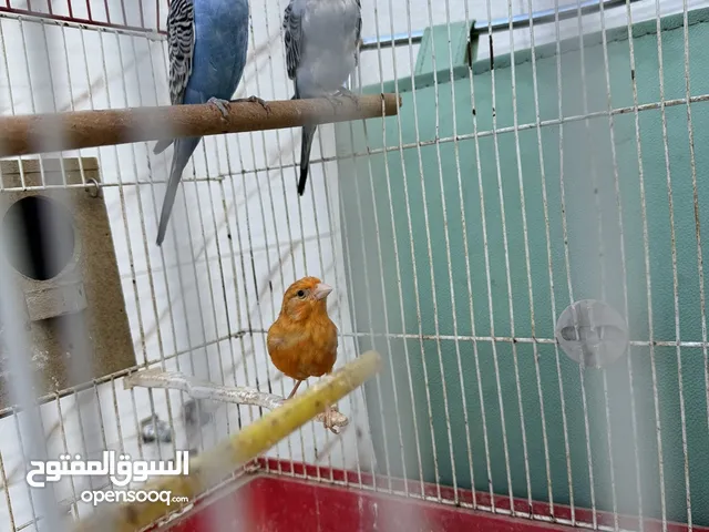 بيع طيور روز