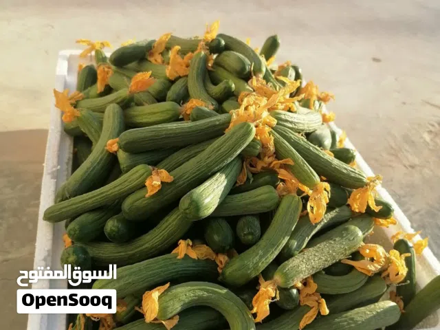 خيار بلدي نخب اول