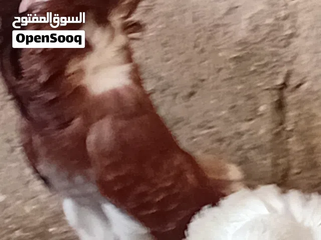جوز للبيع حمام