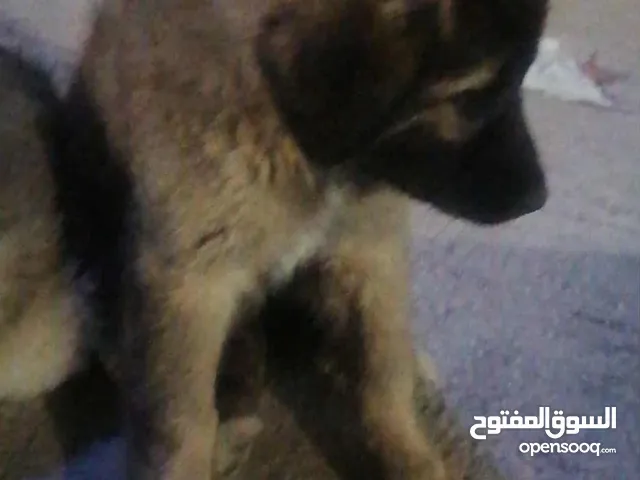 كلب للبيع