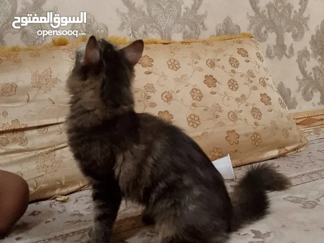 لبيع قطط تركيات