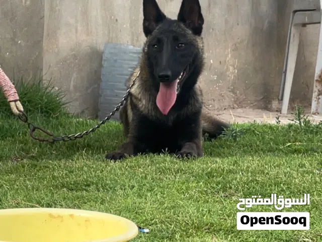 انثه 4 شهور كلمة تدريب