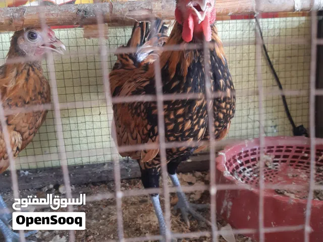 دجاج  اسباني للبيع
