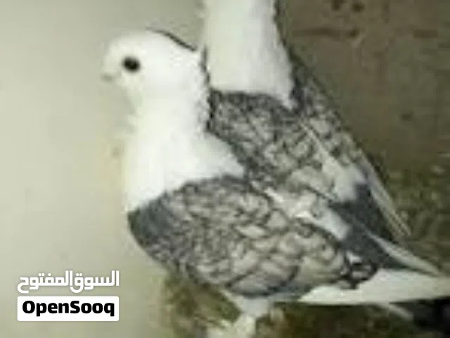 فحلين ستانيت