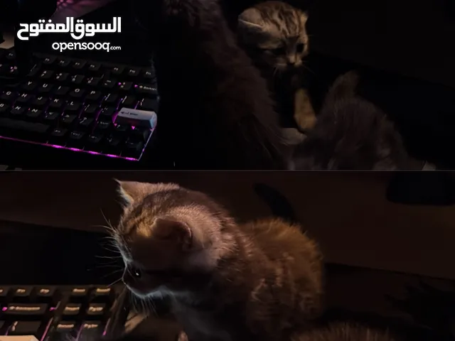 Kitten قطط كيتنز