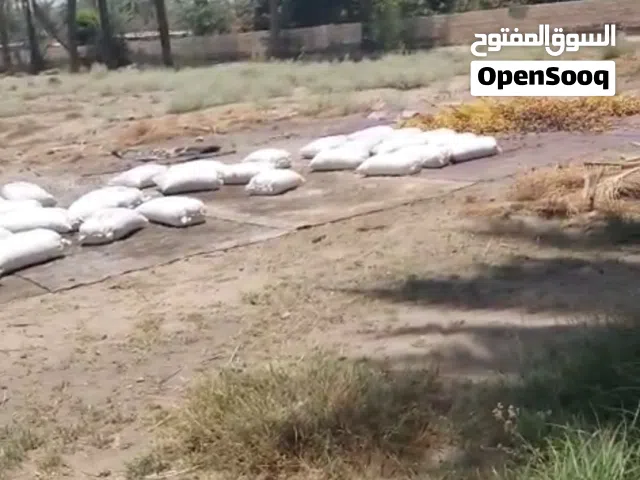 تمر نفيعه للبيع