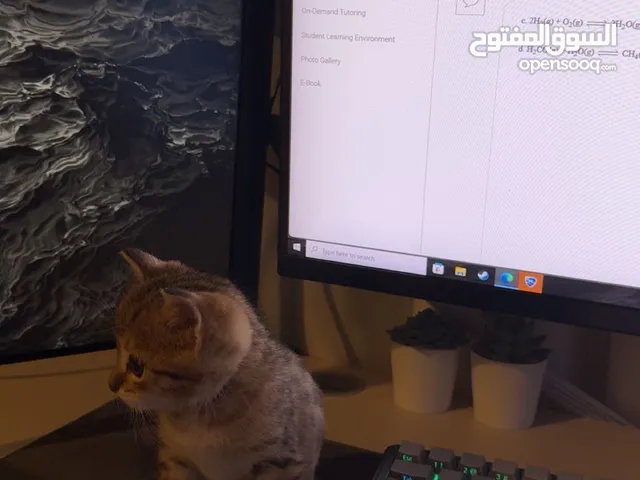 Nice cat and loving around 3 months