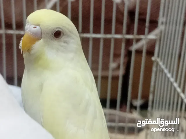 طيور حب عصافير عصافير حب طيور