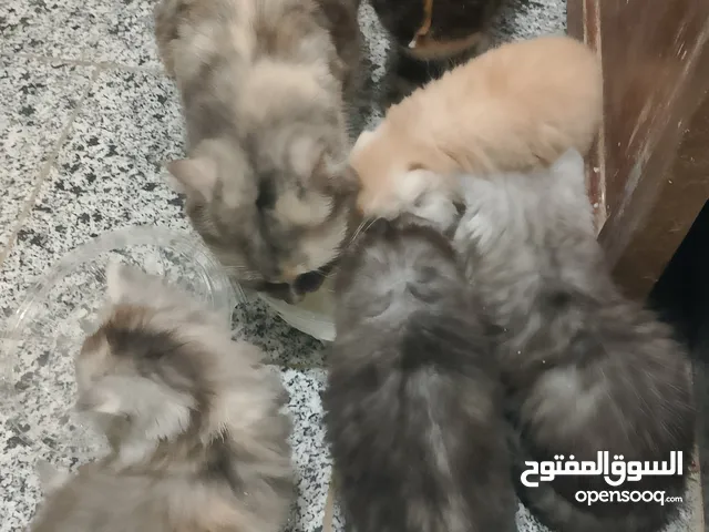 قطط بيت شيرازي