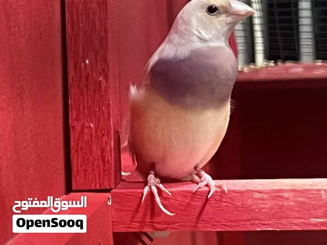 زوج گولدن فنش للبيع او مراوس حسب الرغبة