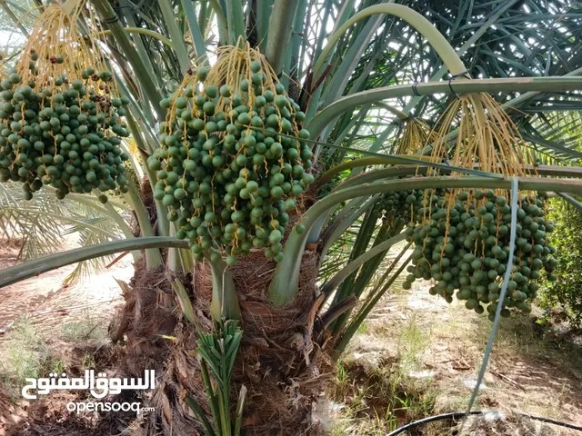 نخل جثايث ونقايل