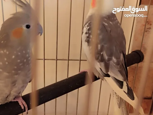 موجود ببغاء كوكتيل جوز شغالات ميه الميه معهم فرخين صغار و فرخ كبير مفطوم