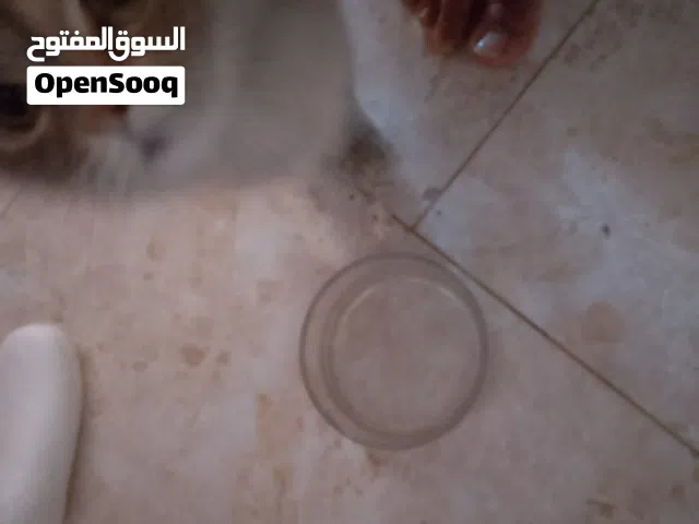 بزونه هيه وبتها مكام المشتل