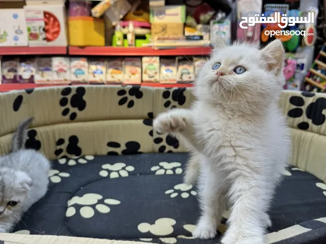 قطط سكوتش فولد و ستريت
