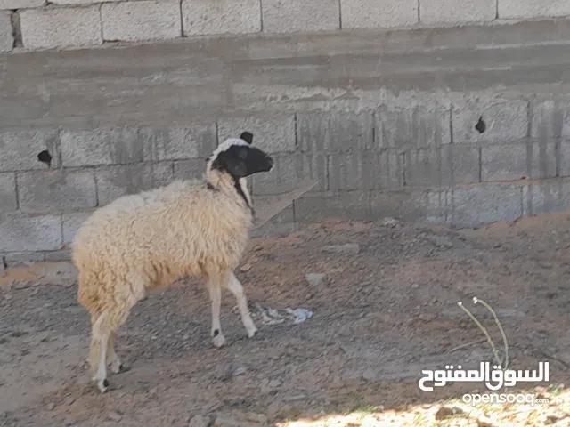 فطيمه وطنيه الله يبارك 7شهور سليمه من العيوب متع موس او تربيه..