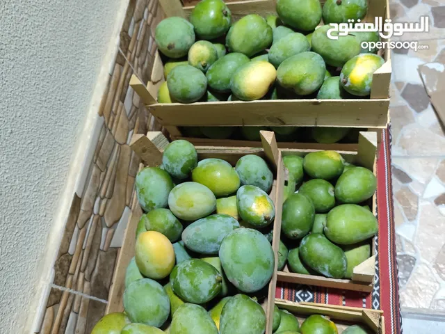 حدال أو مانجو
