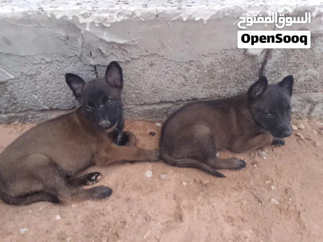 2 جرواي مينوا دكور درجة اولى
