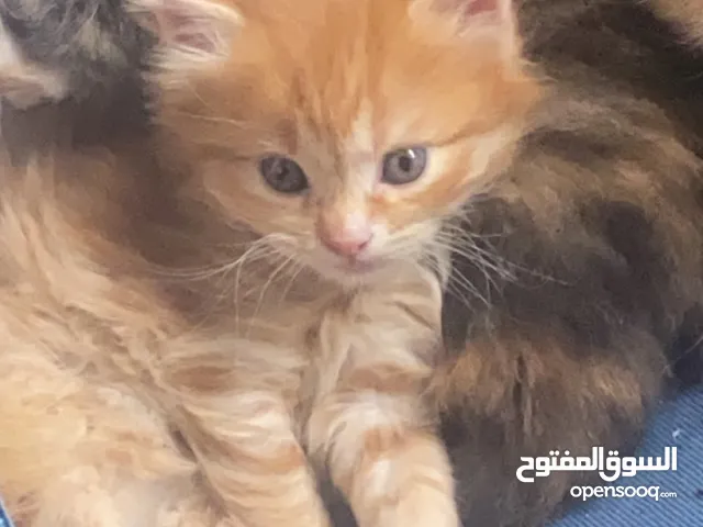 Scottish/Persian Mix kittens for sale سكوتش / بيرسن مكس