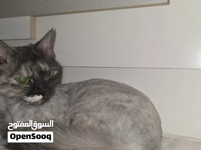 للبيع قط شيرازي