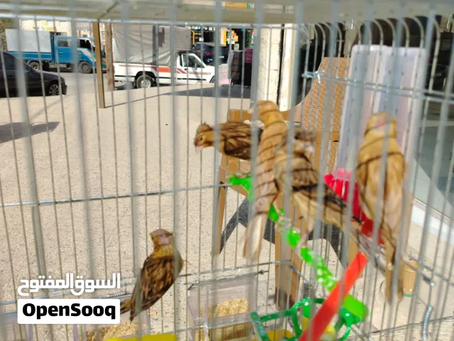 كوم عصافير للبيع