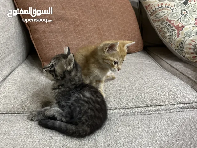 ذكر انثى للتبني
