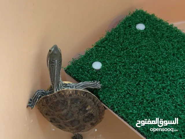 سلحفاة برمائية للبيع مع مستلزماتها في الدمام