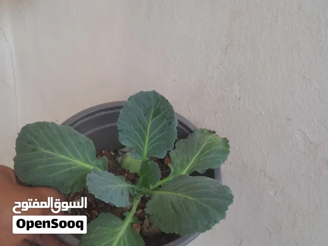 نبات الزهره للبيع