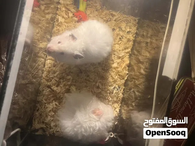 هامستر جوز سوري للبيع مع مع اكلهن وكلشي الهن وحامل