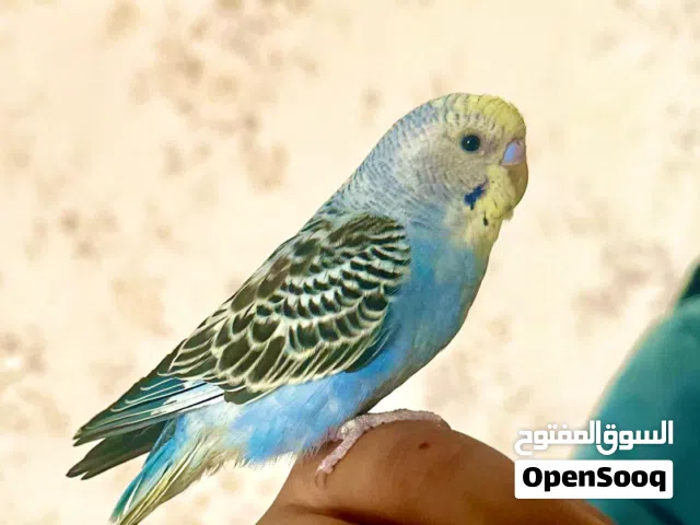 للبيع طير هند مع قفص