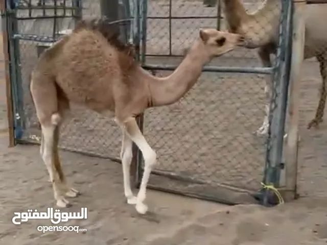 للبيع بكرة العمر5شهور حورة...........