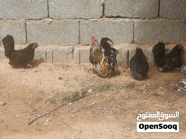 دجاج كيني للبيع