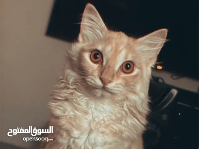 قط ذكر للتبني