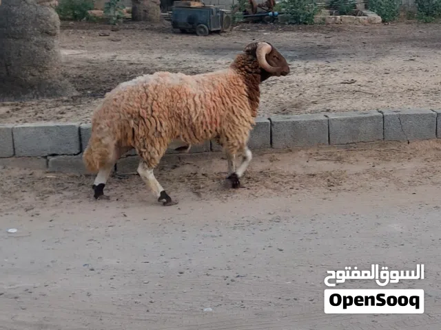 خروف ماشاء الله