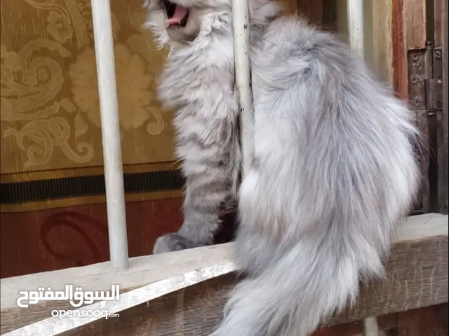 حيوانات للبيع