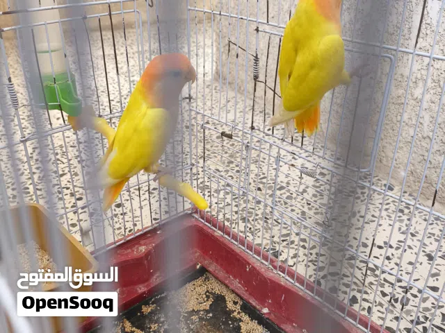 كوبيا بركديلو البيع مشاء الله 550وسهل
